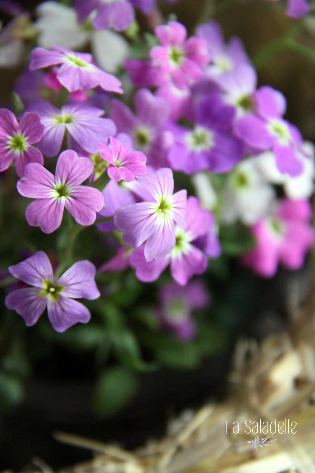 Couleurs-de-printemps-La-Saladelle-Atelier-floral